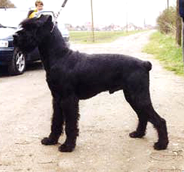 Boss vom Feuertanz | Giant Schnauzer 