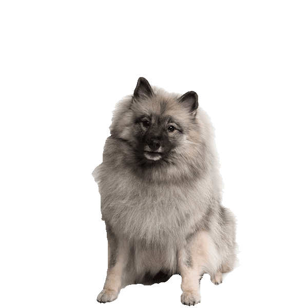 Keeshond