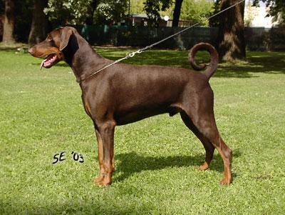 Skarabé v. Buchenhain | Brown Doberman Pinscher