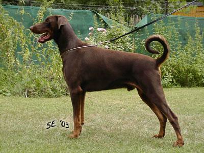 Simon v. Buchenhain | Brown Doberman Pinscher