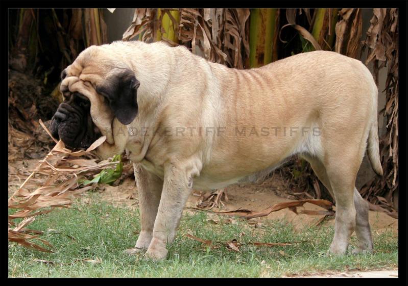 Sietmar tex leotie | Mastiff 