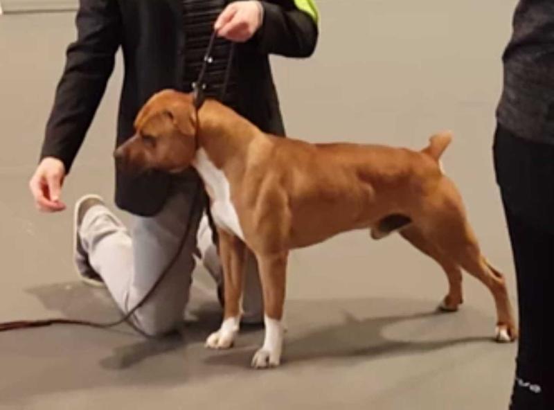 CDF Erelim of White Kingdom | American Staffordshire Terrier  CDF Erelim of White Kingdom | American Staffordshire Terrier