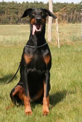 Shani v. Buchenhain | Black Doberman Pinscher