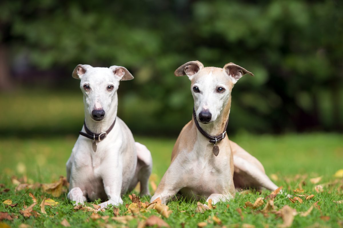 Whippet