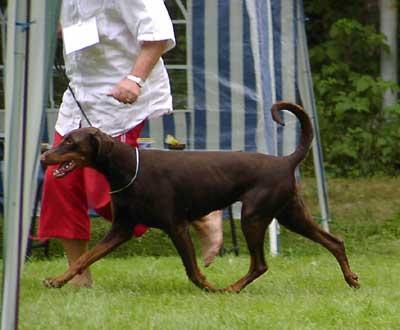 Sarah v. Buchenhain | Brown Doberman Pinscher