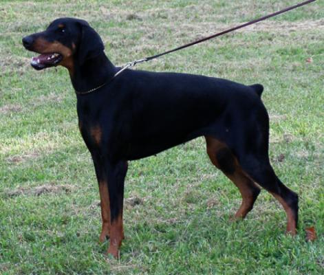 Charlie v. Roveline | Black Doberman Pinscher