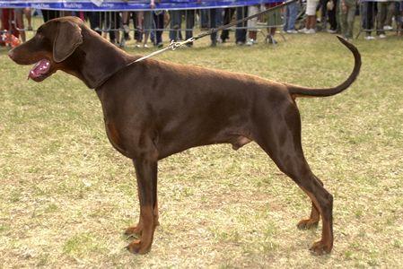 Casa di Oro Donn Diamond | Brown Doberman Pinscher