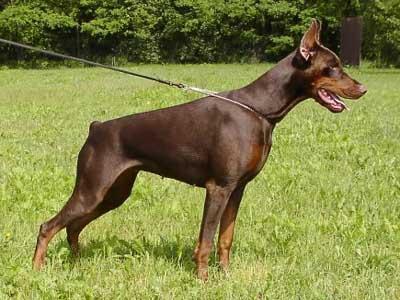 Casa di Oro Adelina Ada | Brown Doberman Pinscher