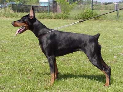 Casa di Oro Anastasia Ada | Black Doberman Pinscher