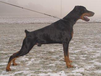 Casa di Oro Gamleth | Black Doberman Pinscher