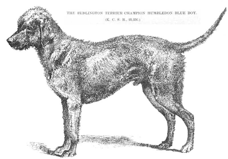 Humbledon Blue Boy | Bedlington Terrier 