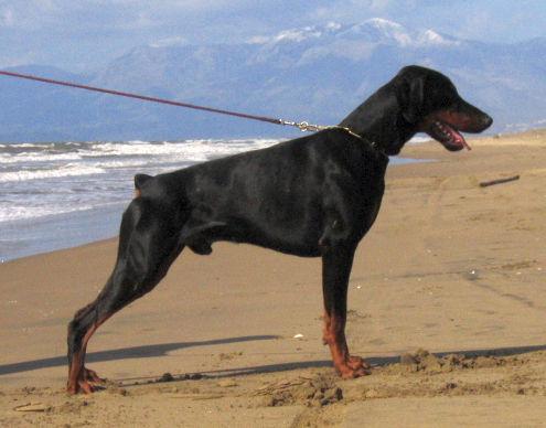 Casa di Oro Gregory | Black Doberman Pinscher