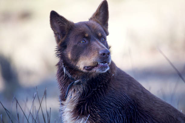 Australian Kelpie