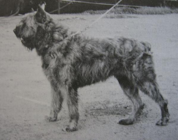 Job de la Thudinie | Bouvier des Flandres 