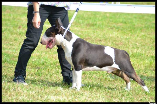 Trick Or Treat Hellraiser | Bull Terrier 