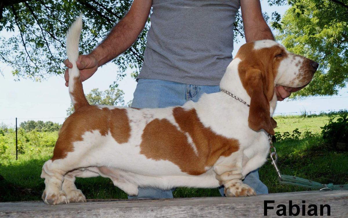 BR Lake Park Fabian | Basset Hound 