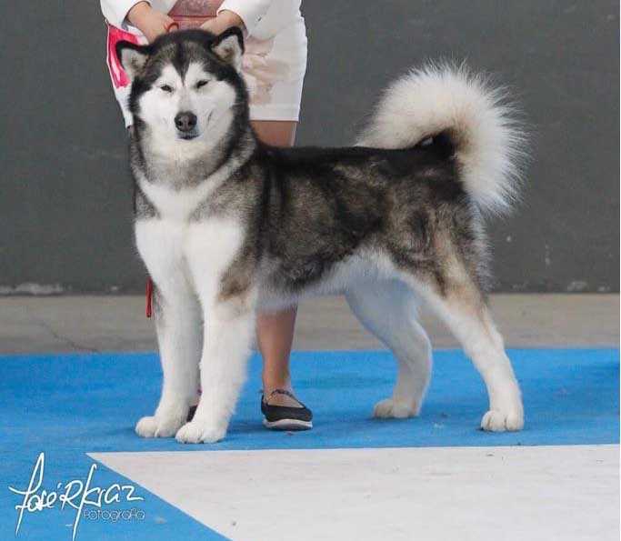 Anat de Circulo Polar | Alaskan Malamute 