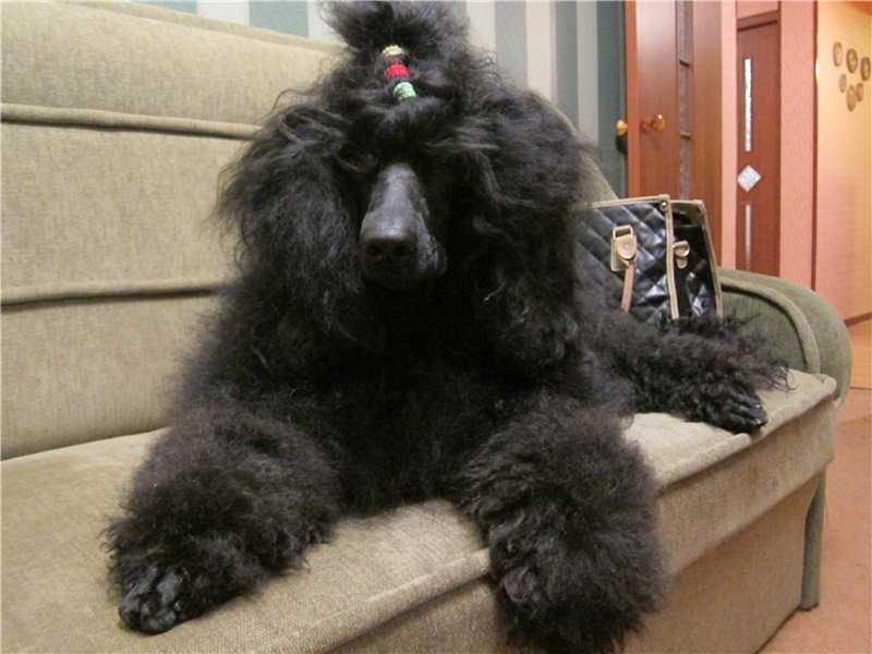 Dinastia Lumier Prada Zvezdnaya Metel | Poodle 