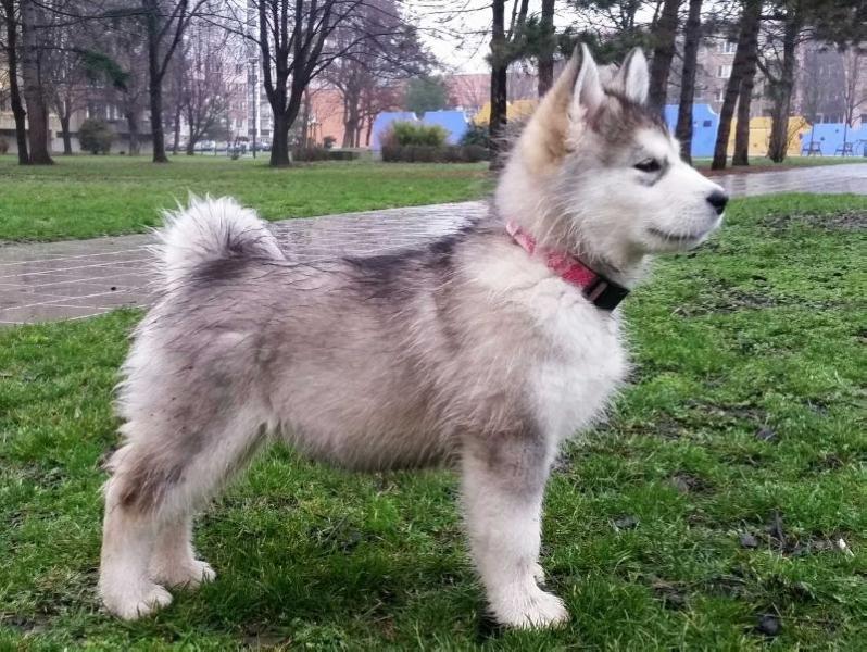 Ice Baby Vlci severu | Alaskan Malamute 