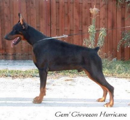 Gem'Givveeon Hurricane | Black Doberman Pinscher