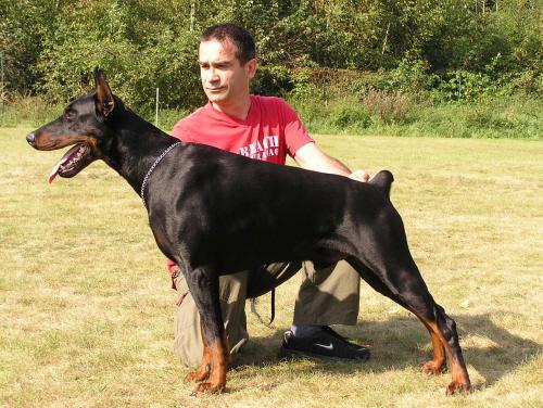 Dura Lex Polonia Alfa Arnold | Black Doberman Pinscher