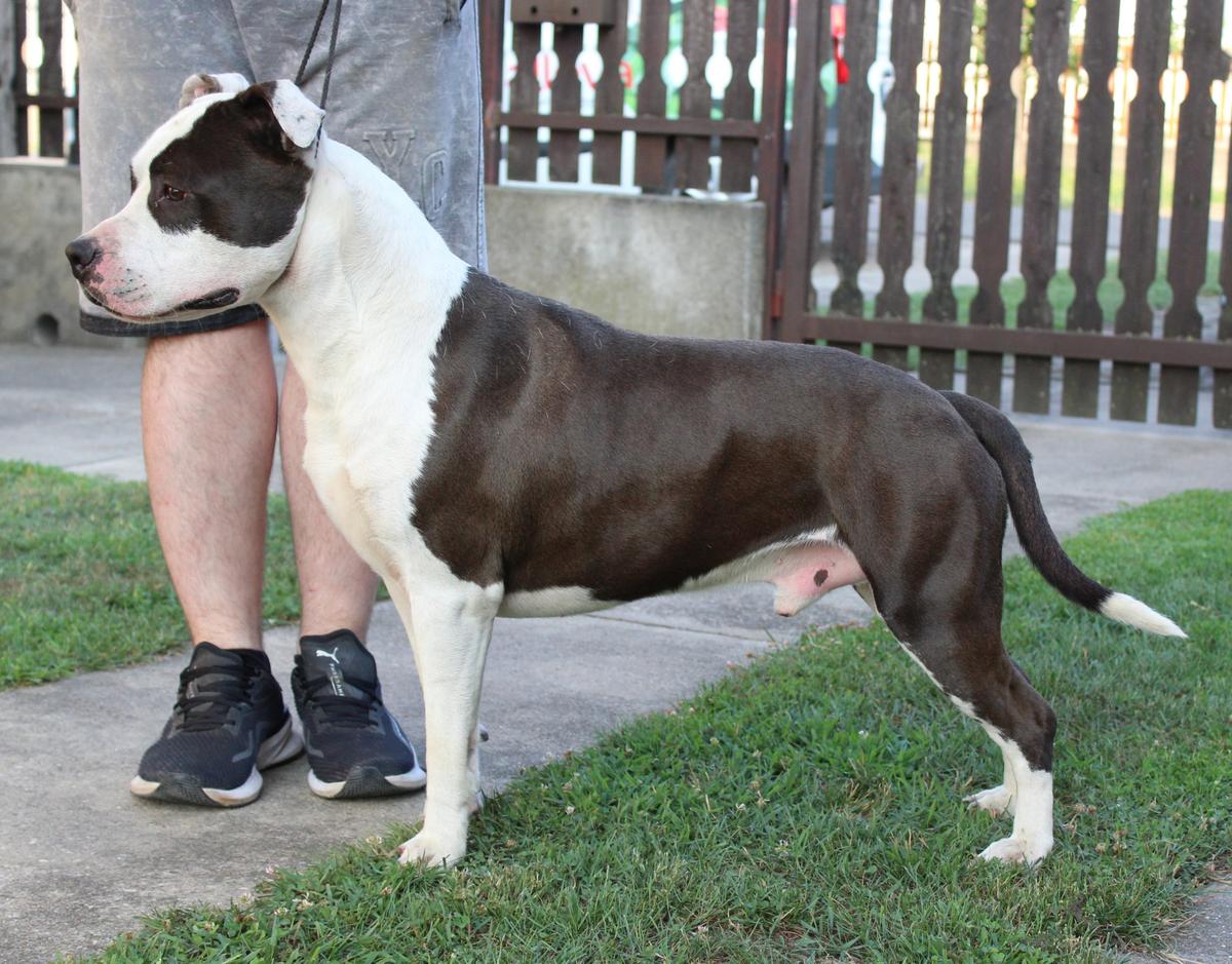 Flaming Mirage Game Over | American Staffordshire Terrier 