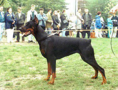 Windsor Alida | Black Doberman Pinscher