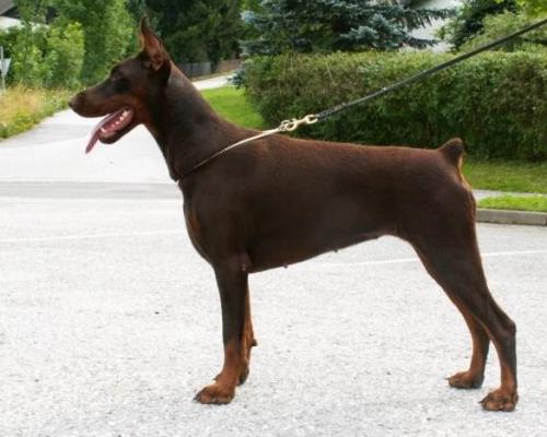 Esta Estella Tromelin | Brown Doberman Pinscher