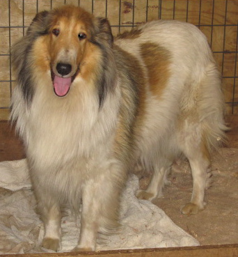 Stirling's Little Miracle Maddie | Rough Collie 