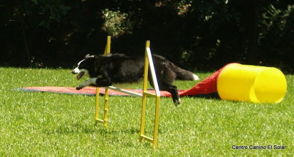 Lunnai Carolyn | Border Collie 