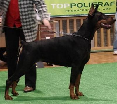 Joni Bordeaux Heterozja | Black Doberman Pinscher