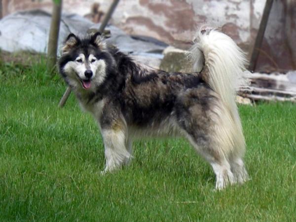 Linda | Alaskan Malamute 
