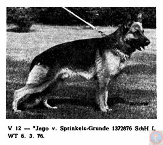 Jago vom Sprinkels-Grunde | German Shepherd Dog 