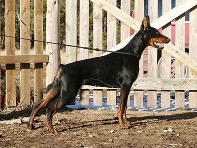 Belissar v. 't Liethohof | Black Doberman Pinscher