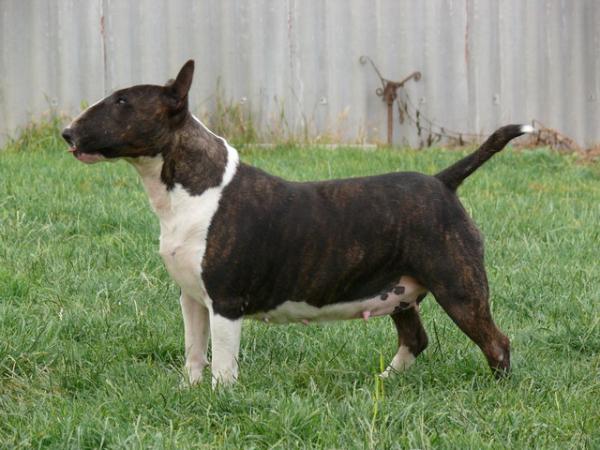 varpalota-menti nessy | Bull Terrier 