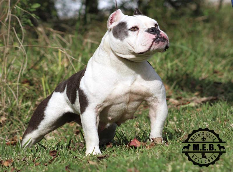 MEB Kate Spade | Olde English Bulldogge 