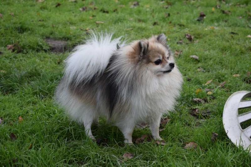 Zevs | German Spitz 