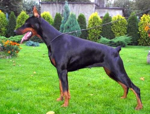 Fabienne Adoracja | Black Doberman Pinscher