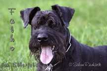 Falko v. Elberfeld | Giant Schnauzer 