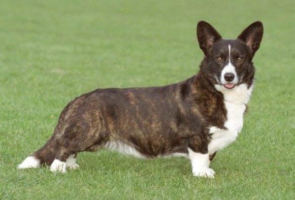 Welshclan's GENTLEMAN GEORGE | Cardigan Welsh Corgi 