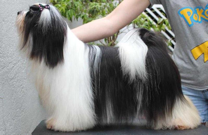 RMoretto Cane Pagu | Lhasa Apso 