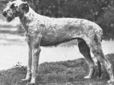 Mulligan of Boroughbury | Irish Wolfhound 