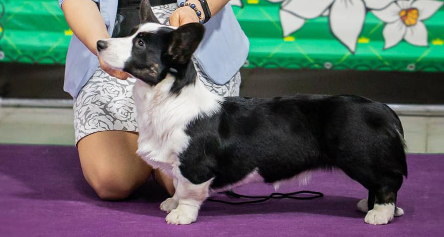 Alingrad Fors Yasmina | Cardigan Welsh Corgi 