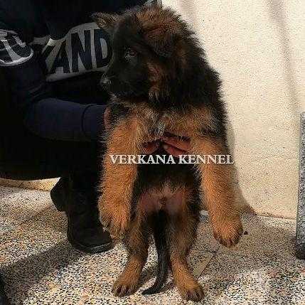 SEZAR VERKANA | German Shepherd Dog 