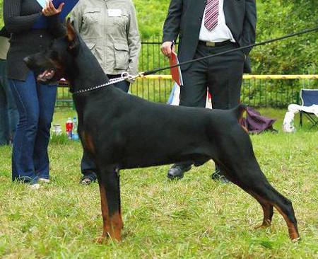 Xamir z Padoku | Black Doberman Pinscher