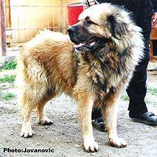 Meron Scardus Leo Canis | Yugoslavian Shepherd Dog-Sarplaninac 
