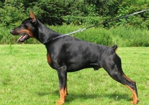 Xroy z Padoku | Black Doberman Pinscher