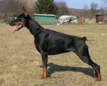 Rina z Padoku | Black Doberman Pinscher