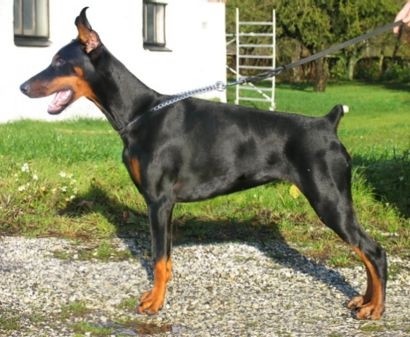 Roxana z Padoku | Black Doberman Pinscher