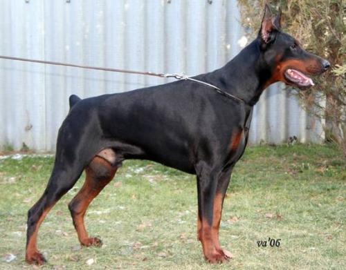 Idane di Altobello | Black Doberman Pinscher